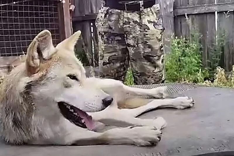 Волци од Скопје Zoo наводно избегале од живеалиштето, убиле 4 кенгури и неколку птици ему